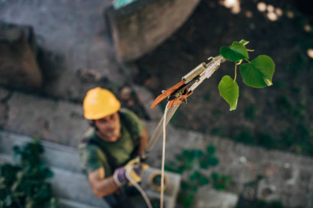 Tree Root Removal in Petaluma, CA